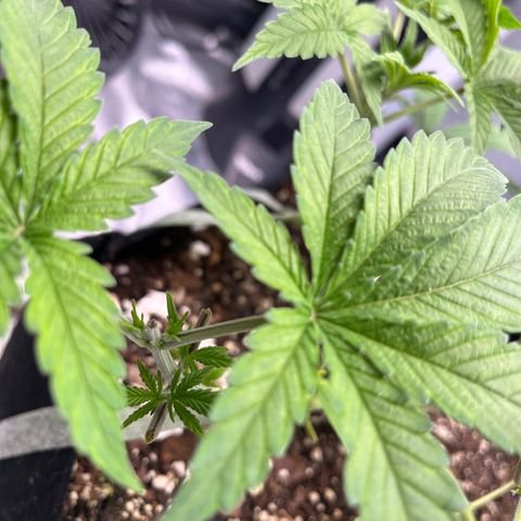 Spree growlog timeline photo