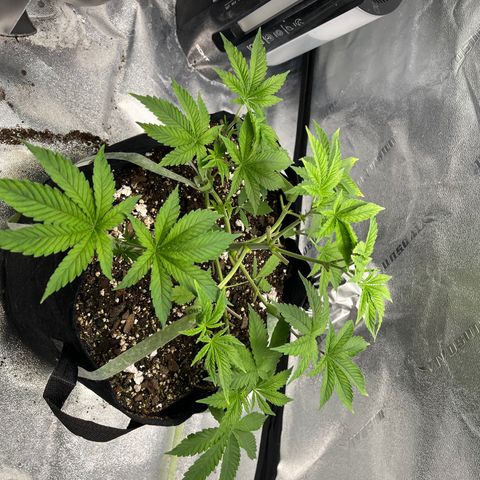 Spree growlog timeline photo