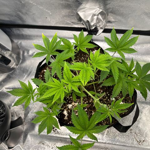 Spree growlog timeline photo
