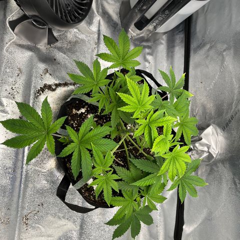 Spree growlog timeline photo