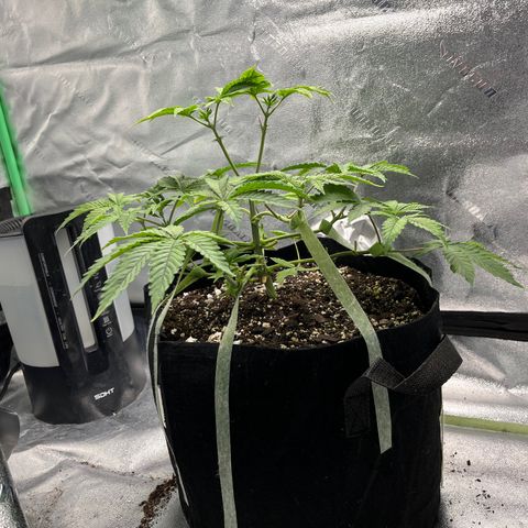 Spree growlog timeline photo