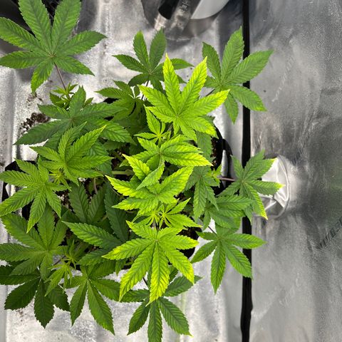Spree growlog timeline photo