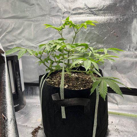 Spree growlog timeline photo