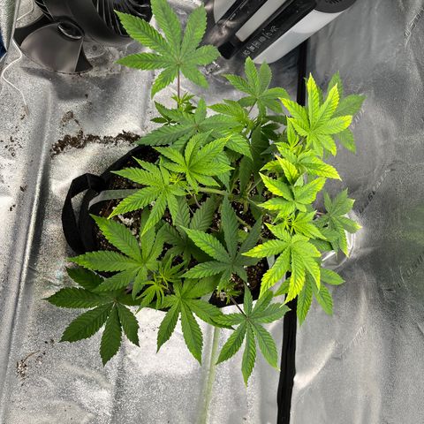 Spree growlog timeline photo