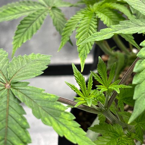 Spree growlog timeline photo
