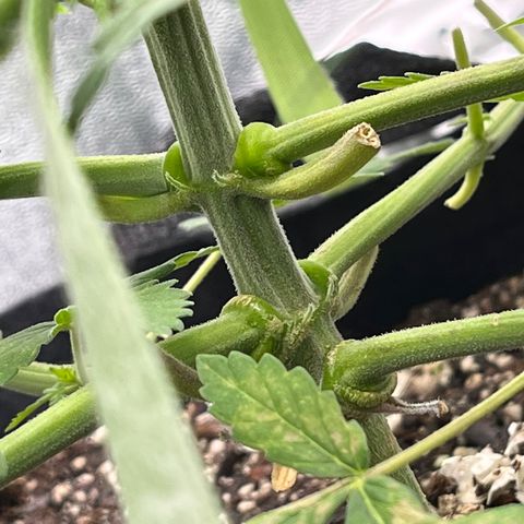 Spree growlog timeline photo