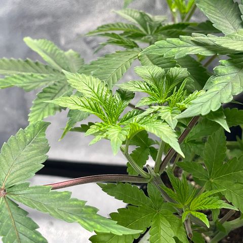Spree growlog timeline photo