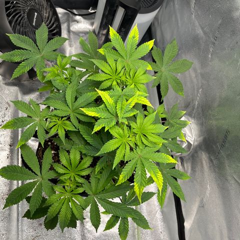 Spree growlog timeline photo