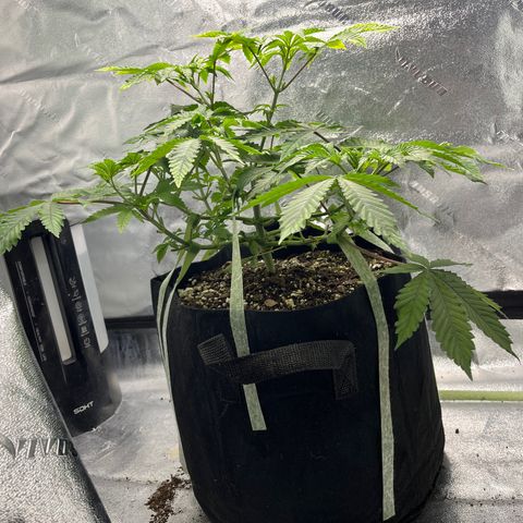 Spree growlog timeline photo