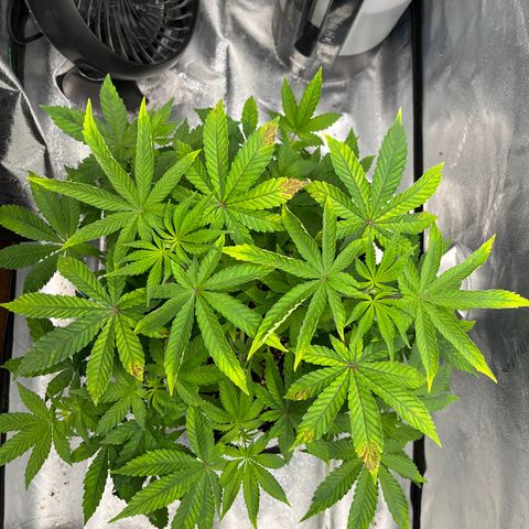 Spree growlog timeline photo