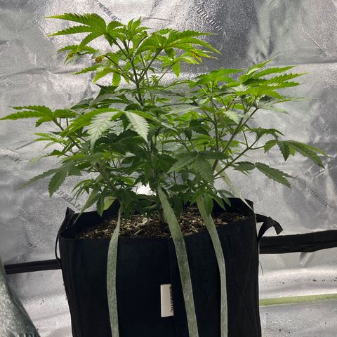 Spree growlog timeline photo
