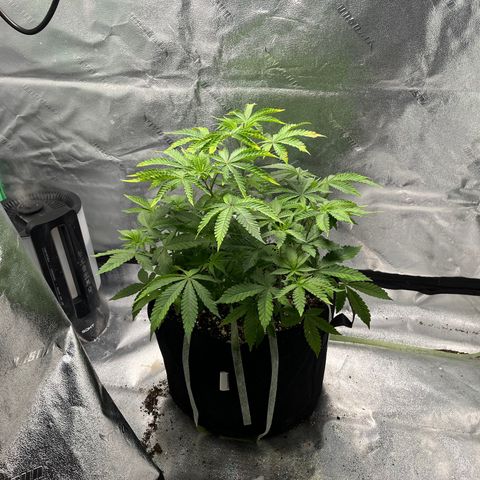 Spree growlog timeline photo
