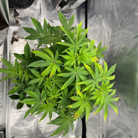 Spree growlog timeline photo