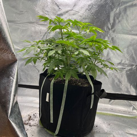 Spree growlog timeline photo