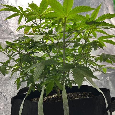 Spree growlog timeline photo