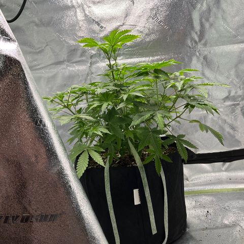 Spree growlog timeline photo