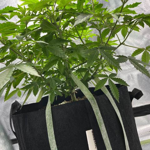 Spree growlog timeline photo