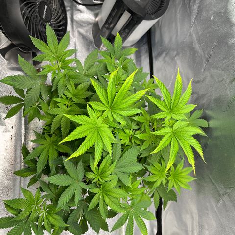 Spree growlog timeline photo