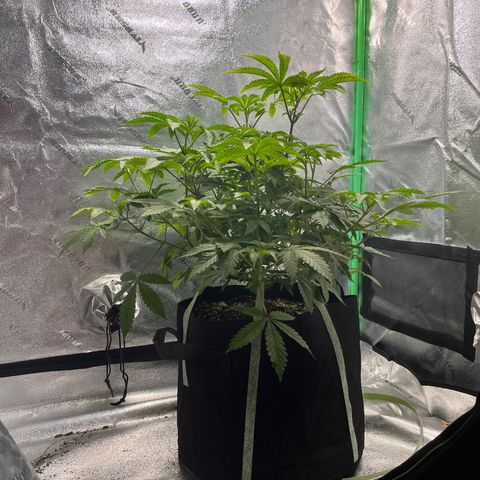 Spree growlog timeline photo
