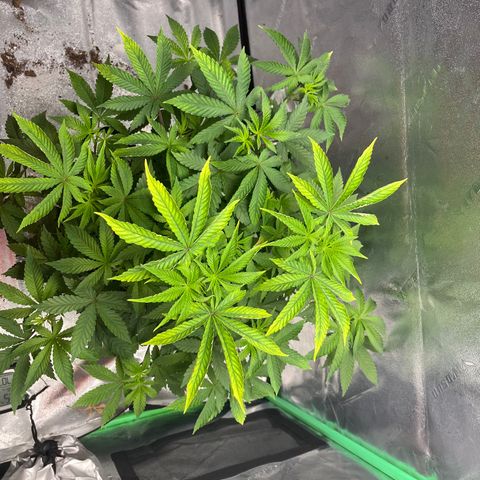 Spree growlog timeline photo