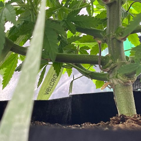 Spree growlog timeline photo