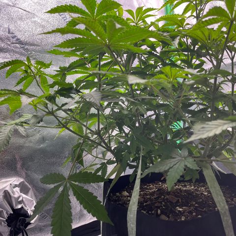 Spree growlog timeline photo
