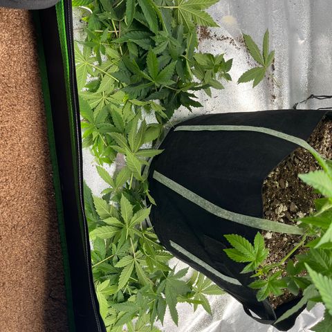 Spree growlog timeline photo