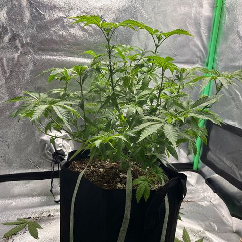 Spree growlog timeline photo