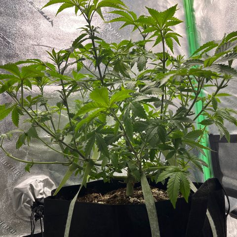 Spree growlog timeline photo