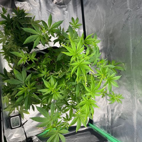 Spree growlog timeline photo