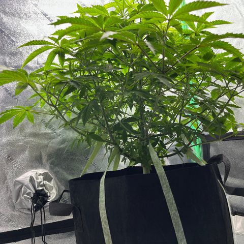 Spree growlog timeline photo