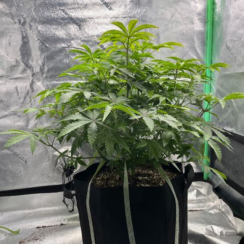 Spree growlog timeline photo
