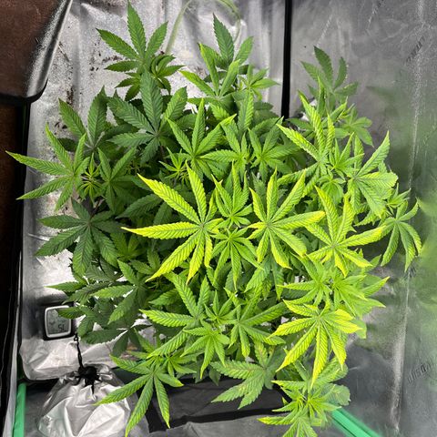 Spree growlog timeline photo