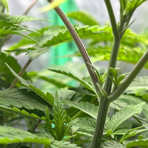 Spree growlog timeline photo