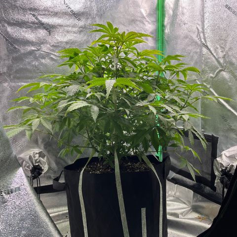 Spree growlog photo: First day of flowering!