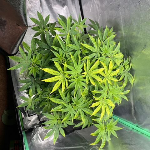 Spree growlog photo: First day of flowering!