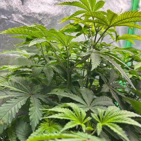 Spree growlog photo: First day of flowering!