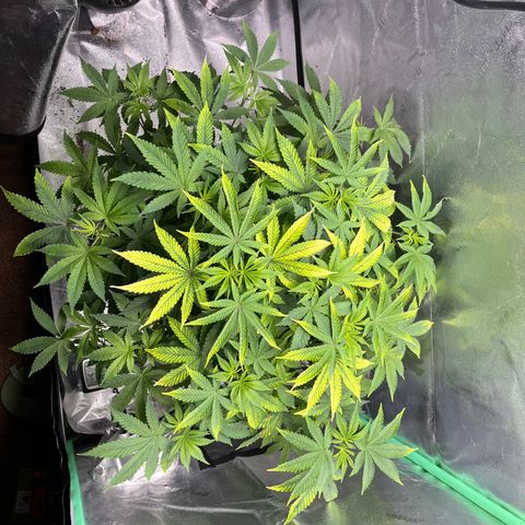 Spree growlog timeline photo
