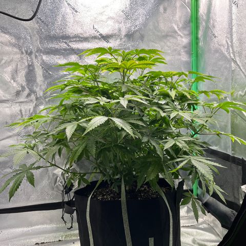 Spree growlog timeline photo