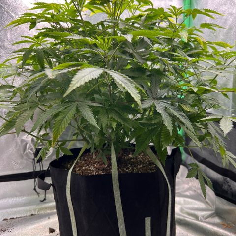 Spree growlog timeline photo