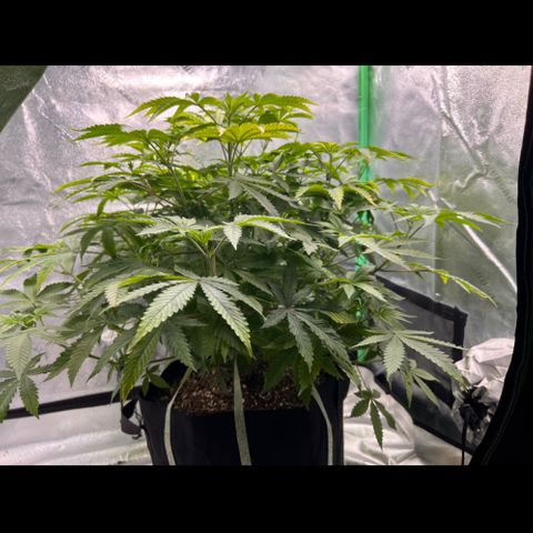 Spree growlog timeline photo