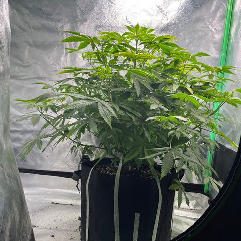 Spree growlog timeline photo
