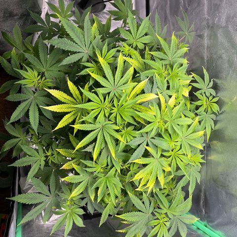 Spree growlog timeline photo