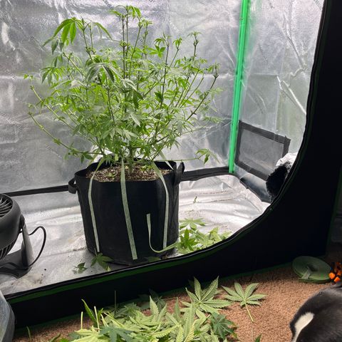 Spree growlog photo: Major defoliation during pre flowering stage. 