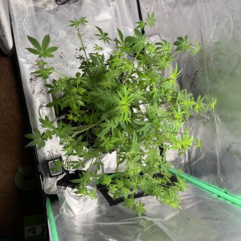 Spree growlog photo: Major defoliation during pre flowering stage. 