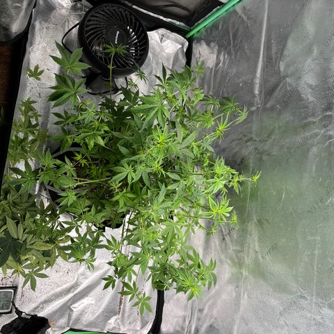 Spree growlog photo: Major defoliation during pre flowering stage. 