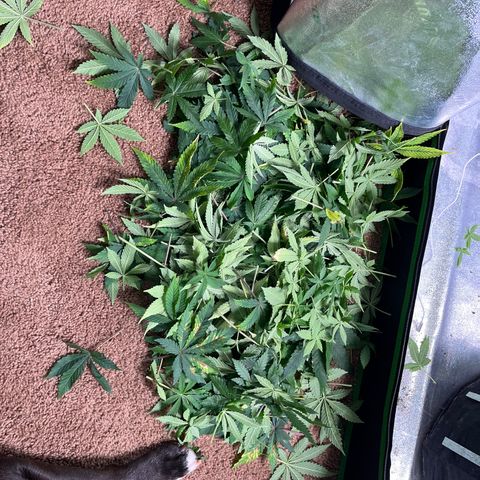 Spree growlog photo: Major defoliation during pre flowering stage. 