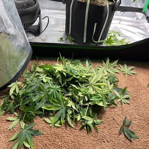 Spree growlog photo: Major defoliation during pre flowering stage. 
