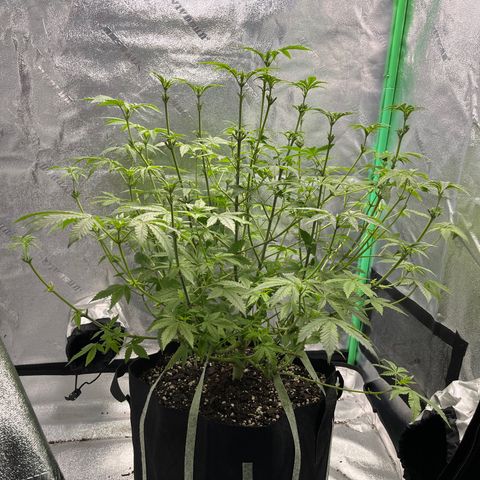 Spree growlog timeline photo