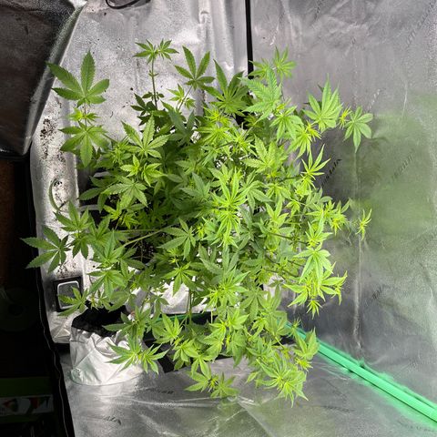 Spree growlog timeline photo